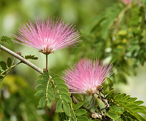 Image showing Flowers Of Acacia