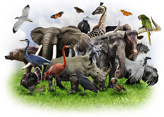 Image showing Animals Collage