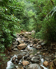 Image showing jungle stream