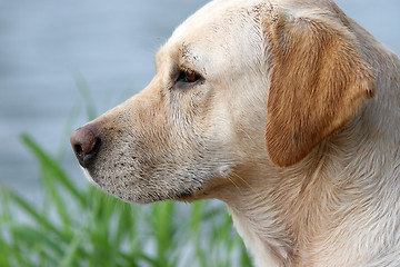Image showing labrador retriever portrait