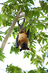 Image showing Flying Fox