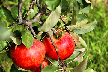 Image showing Beautiful ripe red apples on the branch