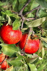 Image showing Beautiful ripe red apples on the branch