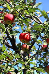 Image showing Beautiful ripe red apples on the branch