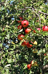 Image showing Lot of beautiful ripe red apples on the branch
