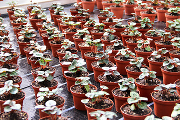 Image showing Sprouts in the greenhouse