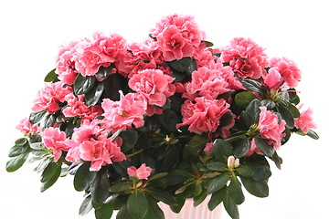 Image showing Azalea