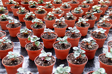 Image showing Sprouts in the greenhouse