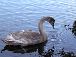 Image showing young swan