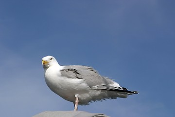 Image showing Seagull