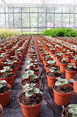 Image showing Sprouts in the greenhouse