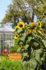 Image showing Vivid sunflowers