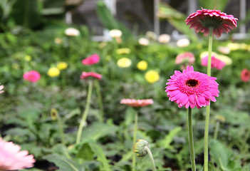 Image showing Greenhouse flowers