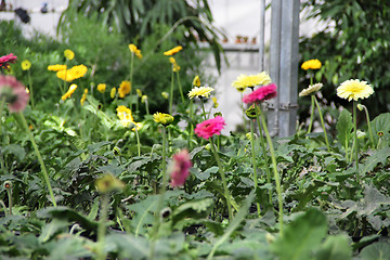 Image showing Greenhouse flowers