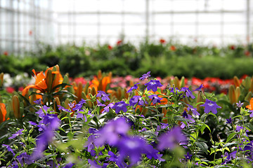 Image showing Greenhouse flowers