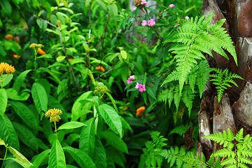 Image showing forest plant