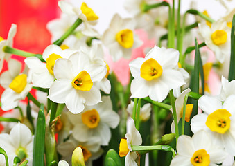 Image showing narcissus flower for chinese new year