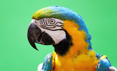 Image showing macaw bird 