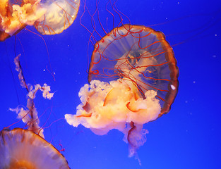 Image showing Jellyfish