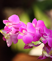 Image showing purple phalaenopsis flower