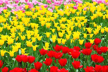 Image showing tulips flower