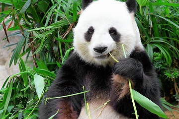 Image showing Giant panda eating bamboo