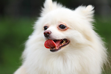 Image showing White Pomeranian dog