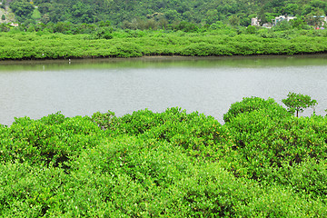 Image showing Red Mangrove plant on seaside