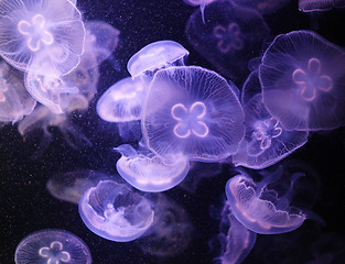 Image showing Jellyfish