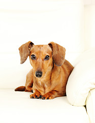 Image showing dachshund dog on sofa