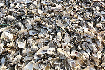 Image showing oyster shell