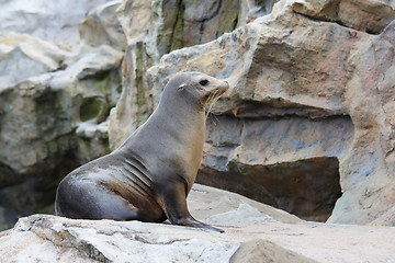 Image showing seal on rock