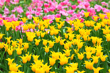 Image showing tulips flower