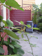 Image showing spider in web