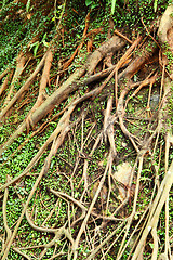 Image showing tree roots