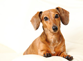 Image showing dachshund dog on sofa