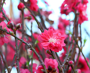 Image showing peach blossom , decoration flower for chinese new year