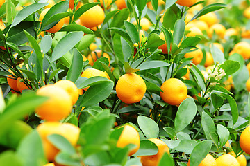 Image showing kumquat for chinese new year