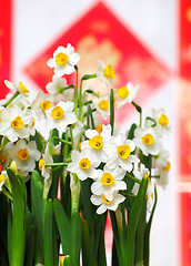 Image showing narcissus flower for chinese new year