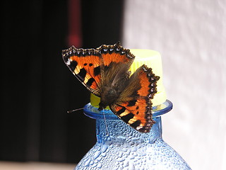 Image showing butterfly