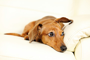 Image showing dachshund dog on sofa