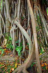 Image showing tree root