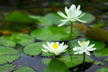 Image showing White lotus