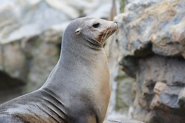 Image showing seal on rock