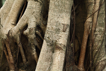 Image showing tree roots