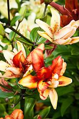 Image showing lilly flowers in the garden