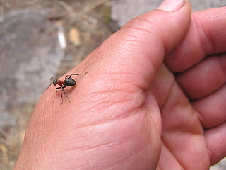 Image showing ant on hand