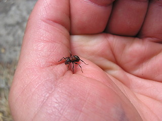 Image showing ant in hand