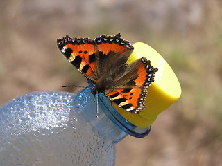 Image showing butterfly