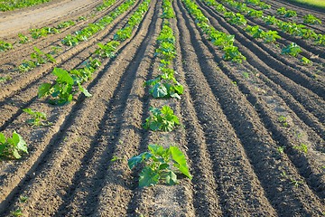 Image showing Agriculture